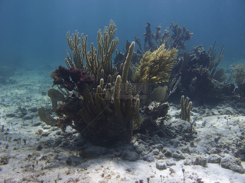 珊瑚礁旅游运动珊瑚情调海洋旅行爬坡生活潜水蓝色图片