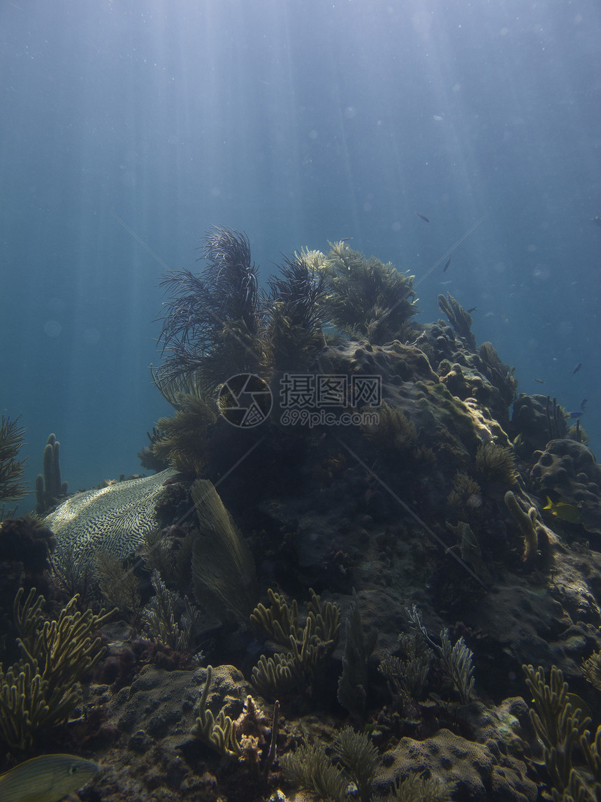 珊瑚礁假期蛴螬岩石裂缝爬坡运动旅行潜水情调太阳图片