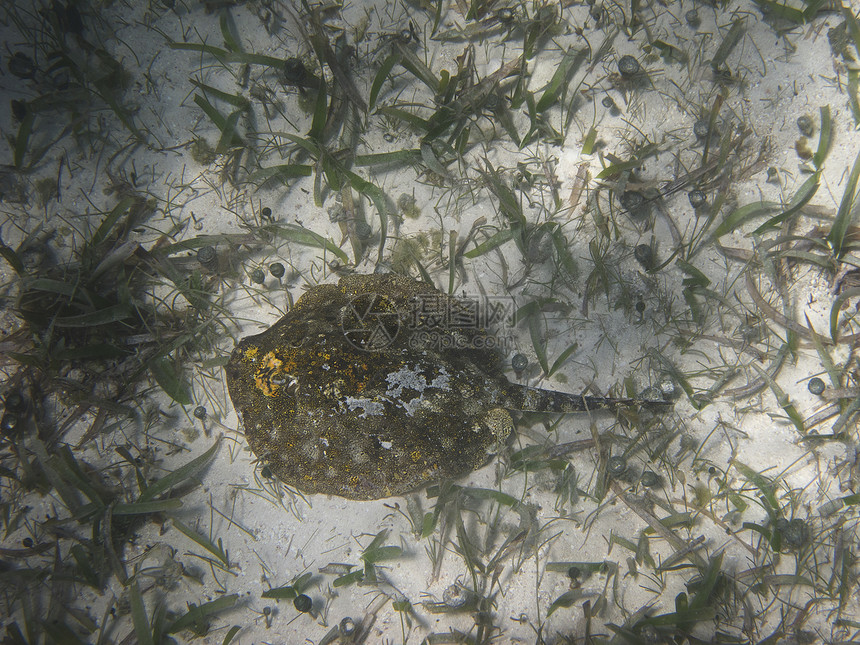 刺线动物碎石潜水褐色海滩沿海尾巴射线图片