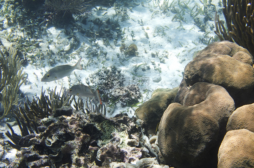 珊瑚礁岩石潜水员潜水太阳海浪旅游珊瑚爬坡生活异国图片