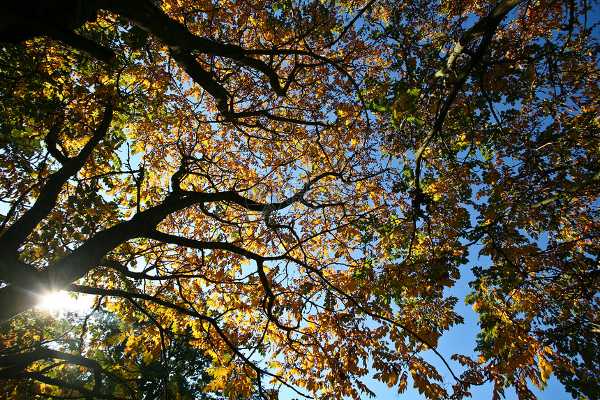 森林乡村黄色树木图片