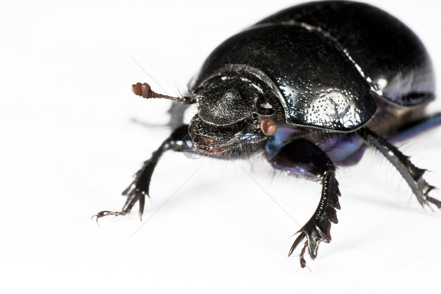 左上角的黑虫漏洞天线黑色防护罩甲虫生物水平眼睛昆虫对象图片