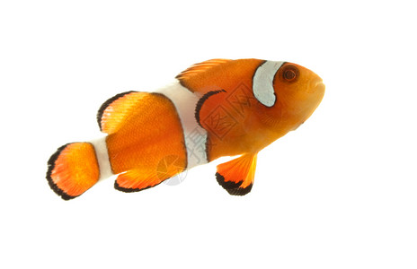 小丑鱼异国宠物鲤鱼呼吸情调珊瑚游泳水族馆荒野动物学高清图片