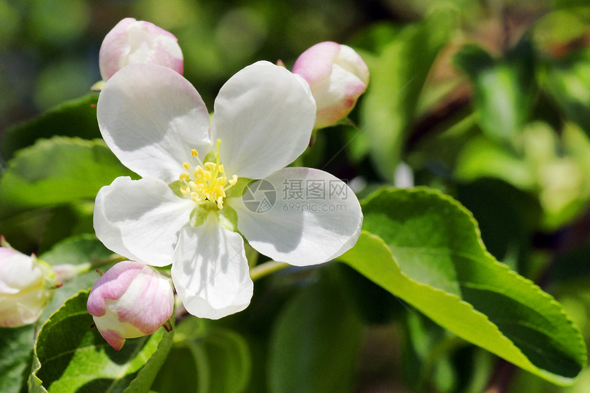 苹果树花白色绿色生长水果叶子果园季节树叶粉色植物图片