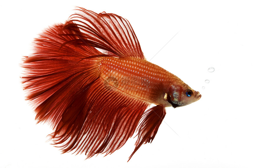 红暹亚鱼呼吸情调眼睛动物学生物学运动红色热带气泡异国图片