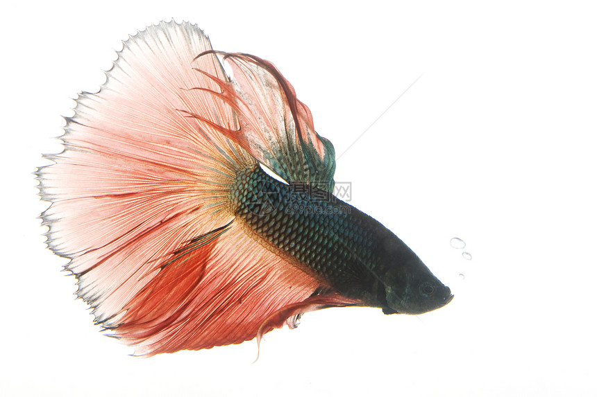红鱼和蓝暹山打架鱼红色游泳异国眼睛动物学气泡呼吸宠物情调热带图片