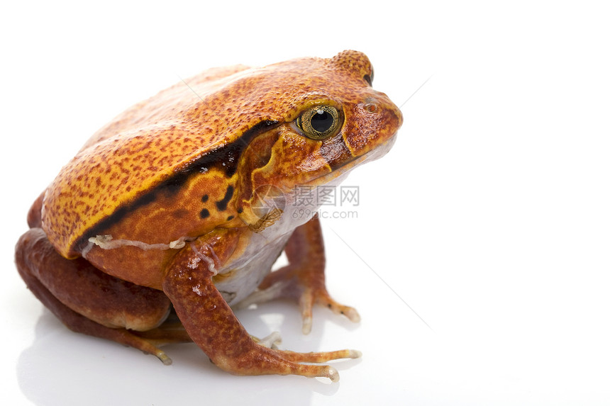 番茄青蛙橙子红色濒危眼睛两栖动物生物学野生动物物种动物学宠物图片
