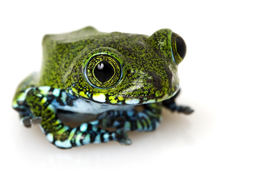树青蛙眼睛野生动物蓝色绿色两栖动物带状濒危动物园动物学物种图片