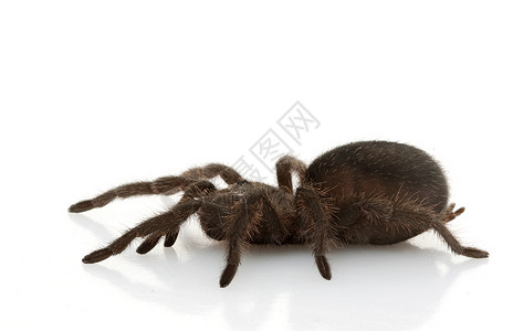 蜘蛛学巴西黑人Tarantula侵略异国冷血动物学物种危险蜘蛛狼蛛情调毒液背景