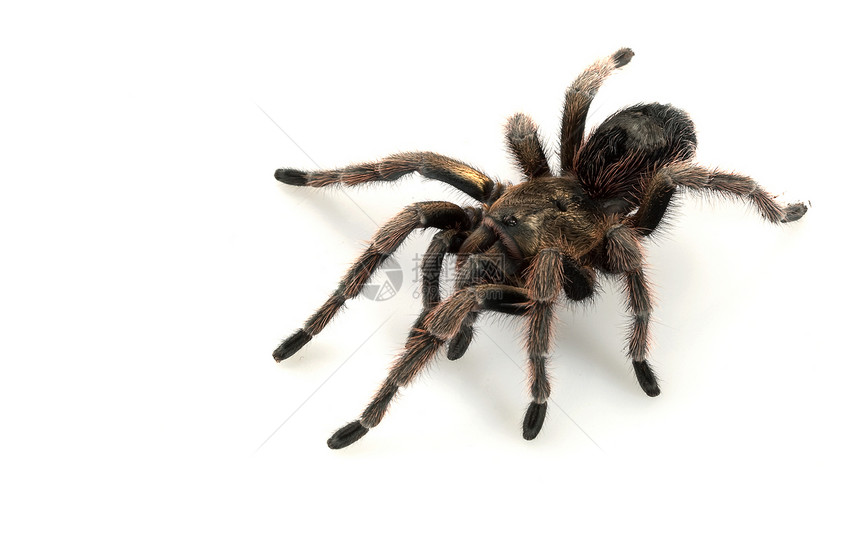 智利美丽的塔兰图拉濒危野生动物狼蛛眼睛危险动物学漏洞宠物情调蜘蛛图片
