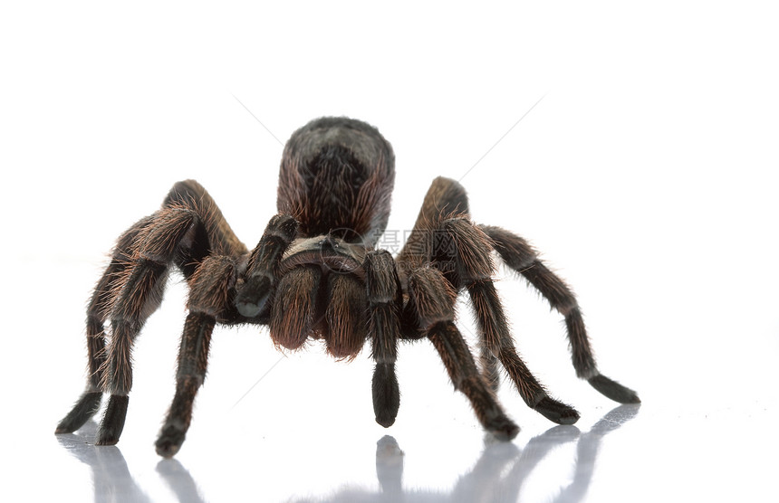 智利美丽的塔兰图拉异国蜘蛛侵略情调狼蛛野生动物冷血濒危动物学宠物图片