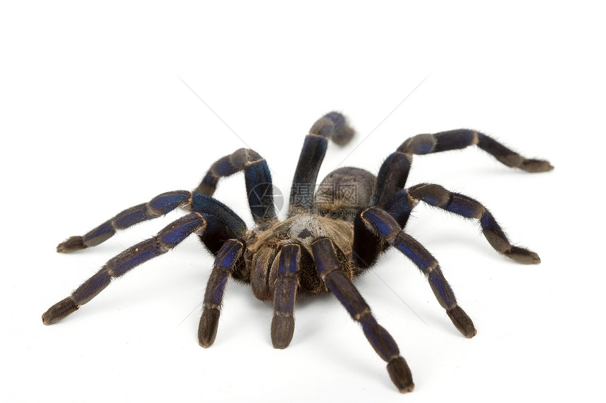 钴蓝蓝色宠物侵略物种漏洞情调濒危攻击脊椎动物蜘蛛狼蛛图片