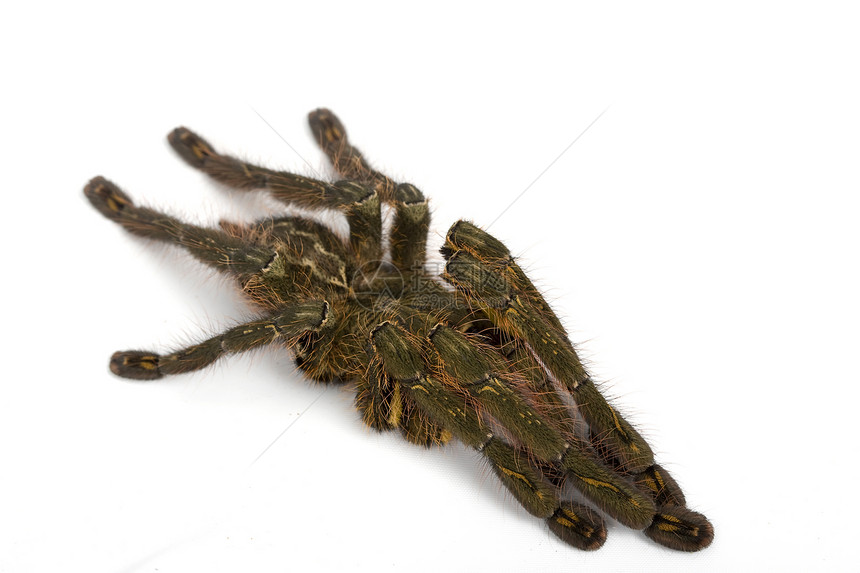 印地安原齿轮攻击狼蛛濒危捕食者脊椎动物异国生物学情调蜘蛛宠物图片