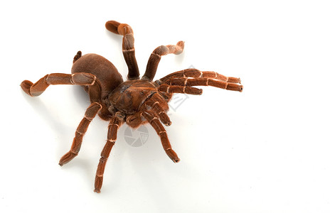 蜘蛛学自然之美濒危物种高清图片