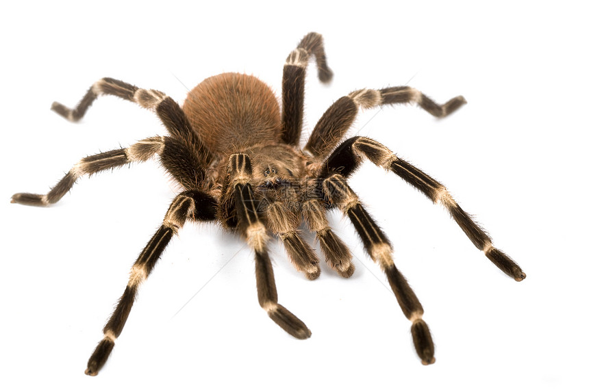 墨西哥红浪塔兰图拉情调野生动物异国侵略蜘蛛宠物捕食者物种濒危动物学图片