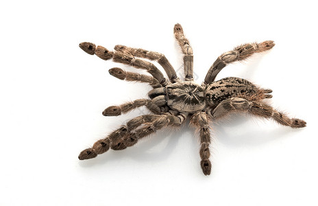 毒液蜘蛛素材自然之美危险的高清图片