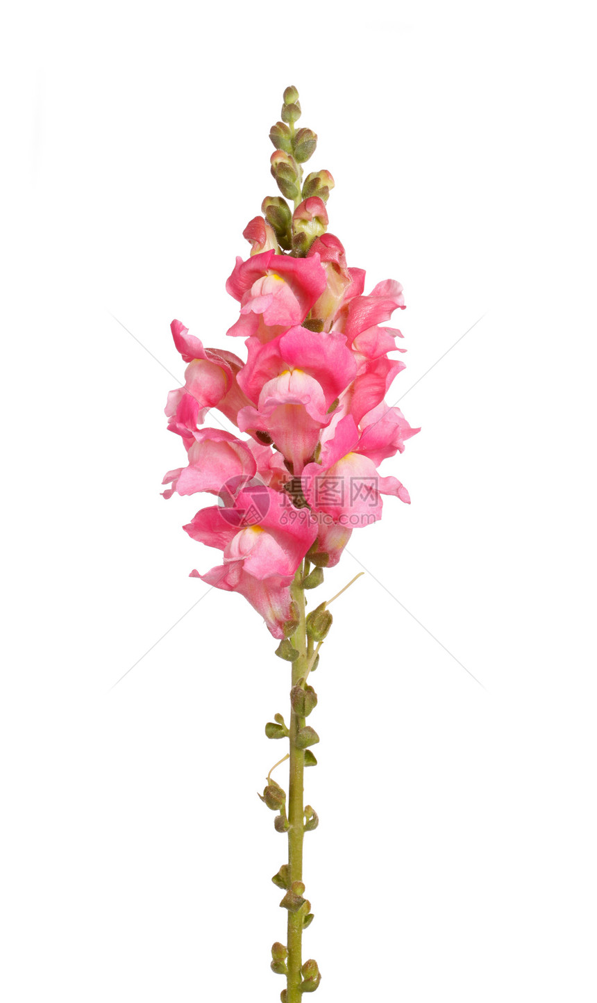 单干粉红沙发龙花的一枝鲜花 被孤立在白色上粉色花园植物宏观金鱼红色绿色植物学花瓣植物群图片