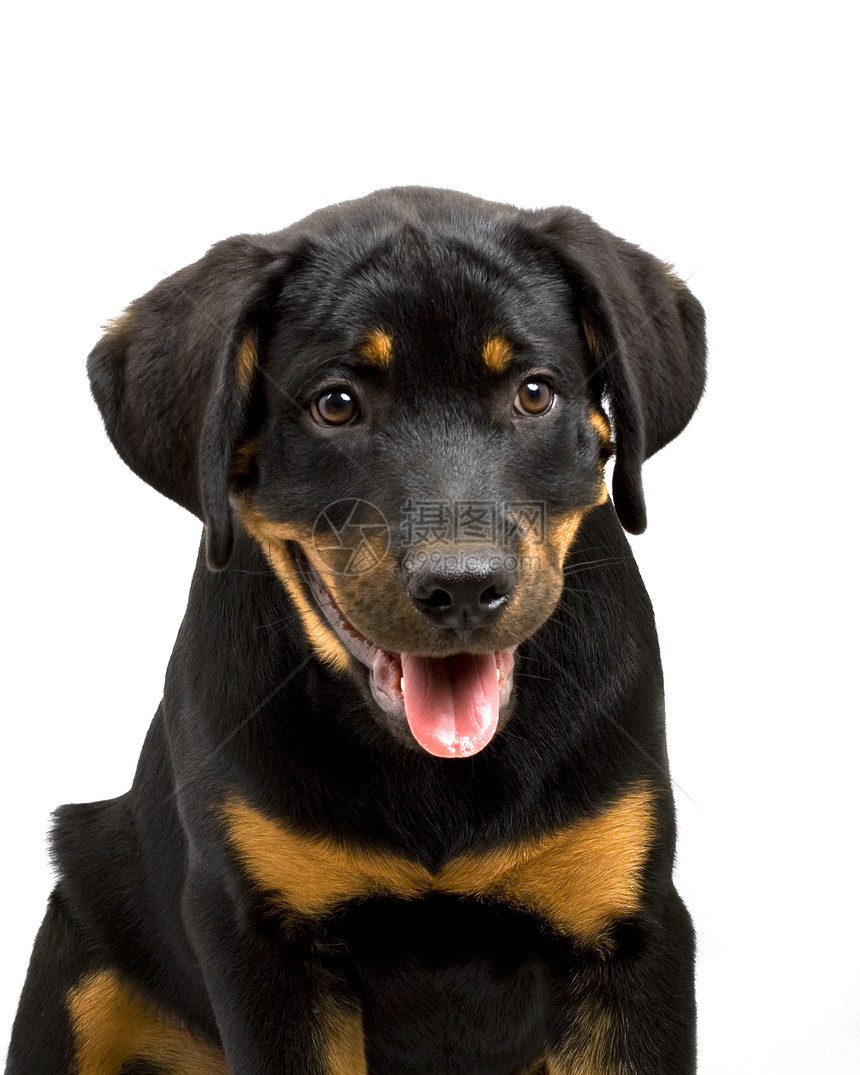 罗特韦勒小狗友谊黄色宠物哺乳动物犬类黑色图片