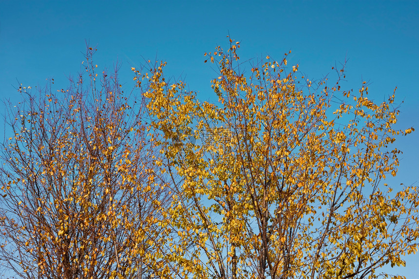 秋色美丽的树图片