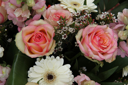 成婚安排中的粉红玫瑰和白斑花背景