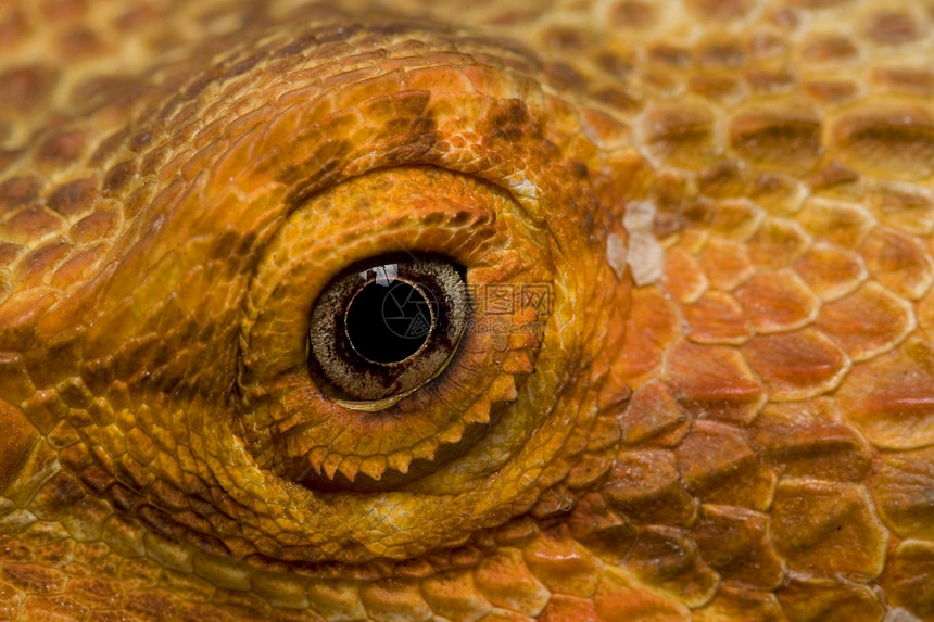 神龙之眼眼睛动物学蜥蜴动物园野生动物崎岖橙子物种生物学宠物图片