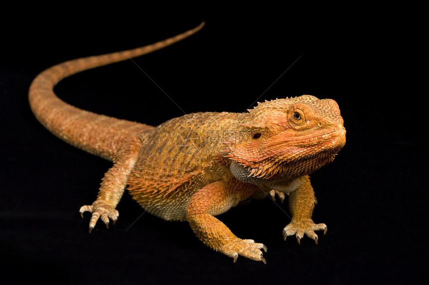 胡子龙波哥纳振动物生物学野生动物黄色宠物黑色动物学蜥蜴物种橙子眼睛图片