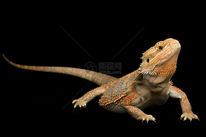 胡子龙波哥纳振动物崎岖蜥蜴橙子黄色宠物眼睛动物学黑色生物学物种图片