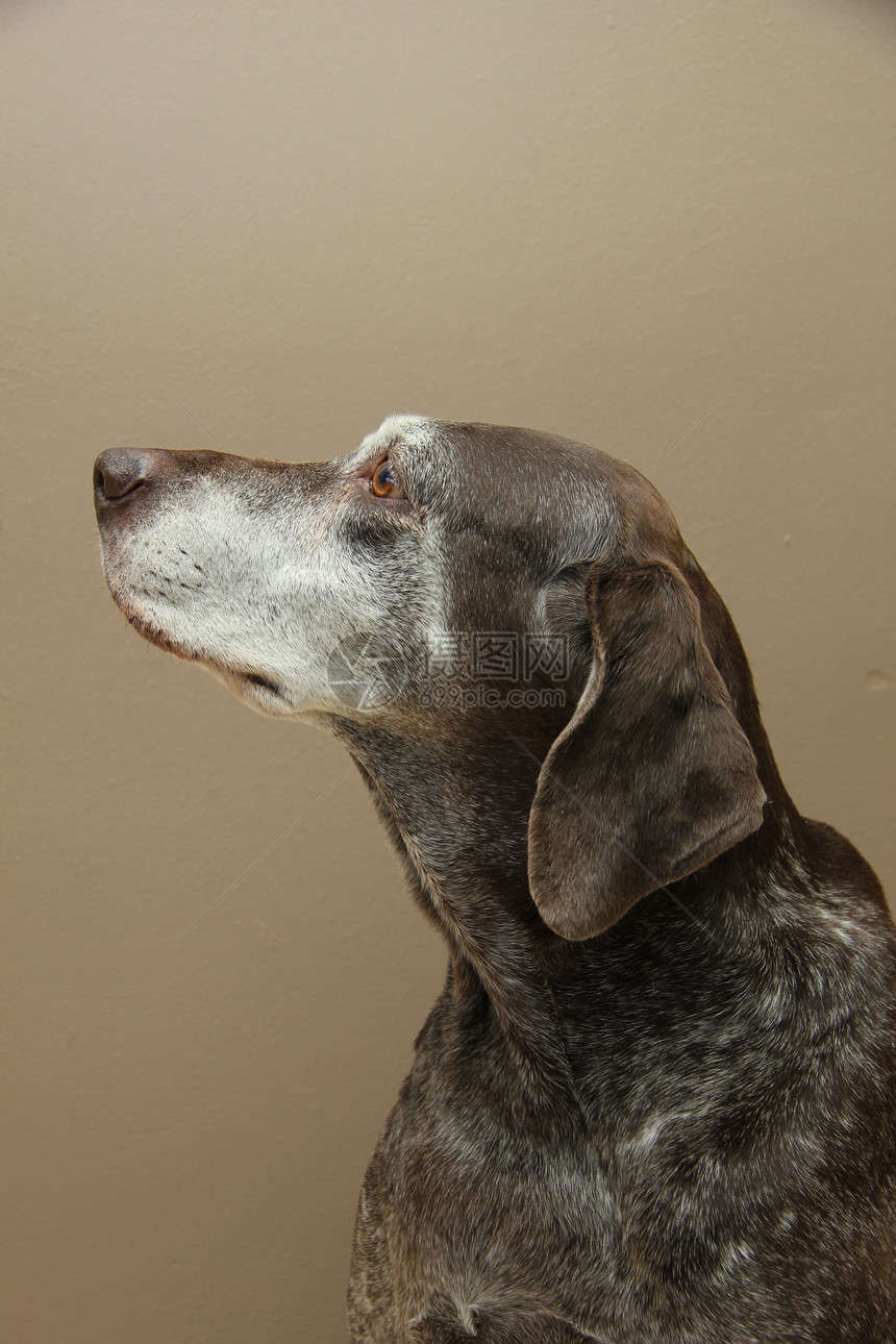 德国短头发指针 女宠物哺乳动物灰色短毛白色动物猎狗猎犬棕色犬类图片