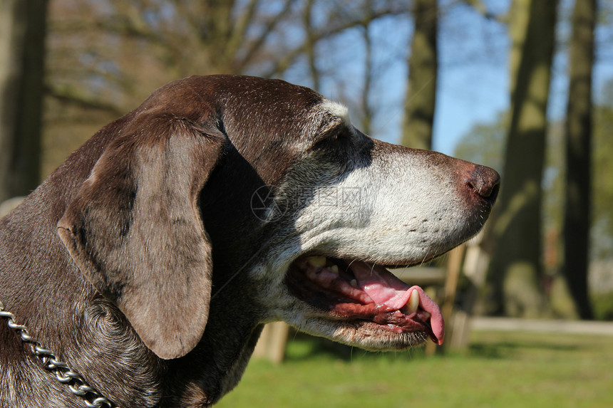 德国短头发指针 女猎狗猎犬灰色宠物犬类短毛棕色白色哺乳动物动物图片