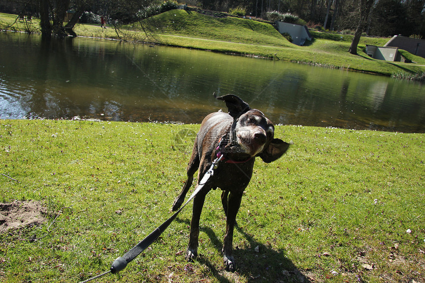 德国短发指针 女性 在池塘游泳后湿润犬类短毛宠物动物猎狗白色哺乳动物棕色猎犬灰色图片