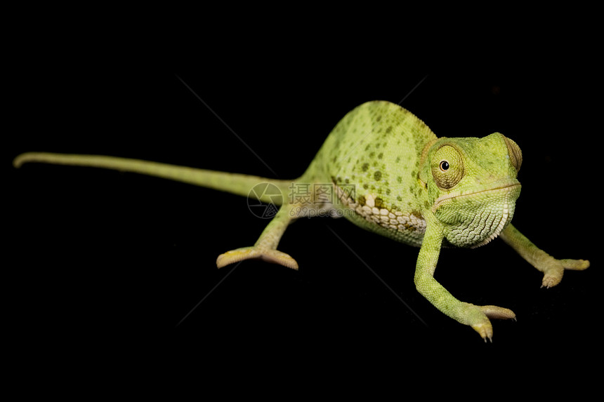 平颈变色龙濒危野生动物绿色皮肤动物学蜥蜴生物学眼睛黑色宠物图片