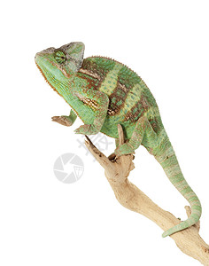 高低变色龙物种情调蜥蜴眼睛濒危动物学宠物野生动物冷血绿色背景图片