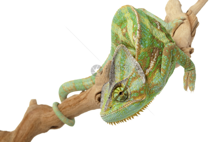 高低变色龙情调异国眼睛蜥蜴野生动物绿色物种宠物动物学冷血图片