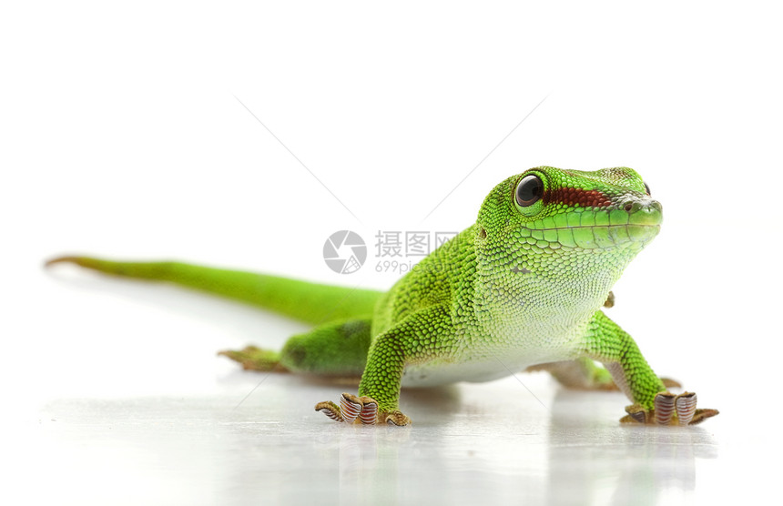 巨日 Gecko宠物野生动物冷血情调物种绿色荒野异国眼睛濒危图片