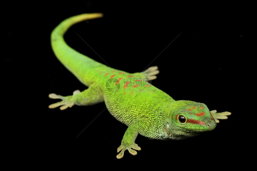 巨日 Gecko皮肤生物学绿色蜥蜴宠物壁虎濒危眼睛背景黑色图片