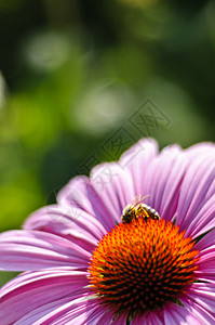 紫色金光菊紫色锥形花花瓣蜜蜂花冠野花花园松树植物雌蕊锥体昆虫背景