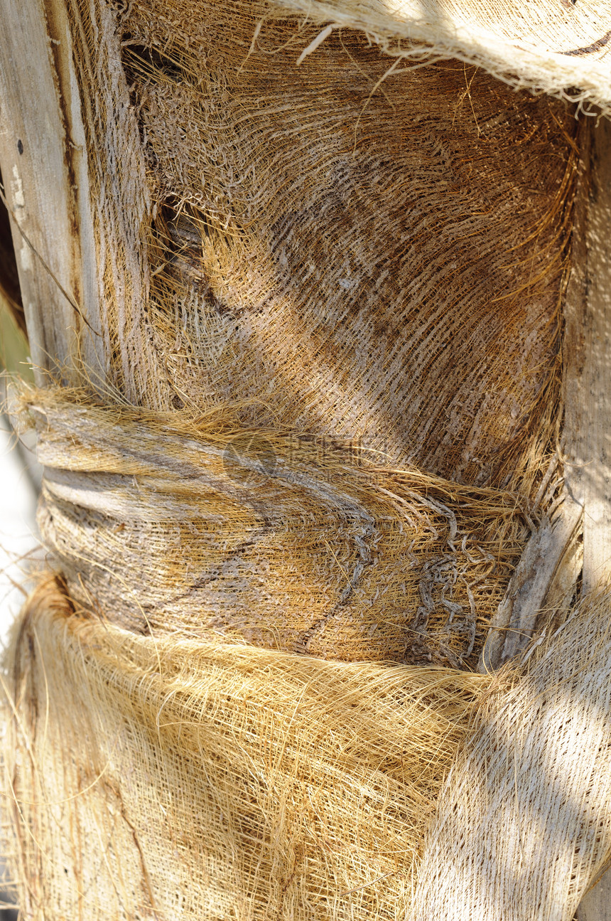 椰子棕榈树干皮层木头树干生态果皮纤维绿色植物学椰子棕榈图片