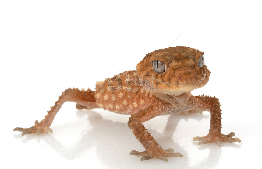 粗鲁的Knob尾巴Gecko眼睛宠物动物学荒野情调异国野生动物结尾壁虎蜥蜴图片