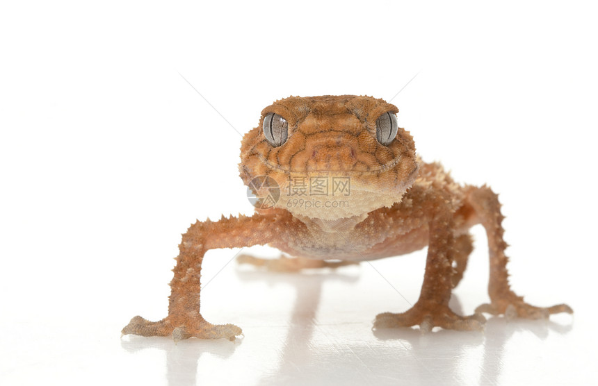 粗鲁的Knob尾巴Gecko荒野野生动物眼睛异国结尾濒危冷血壁虎动物学情调图片