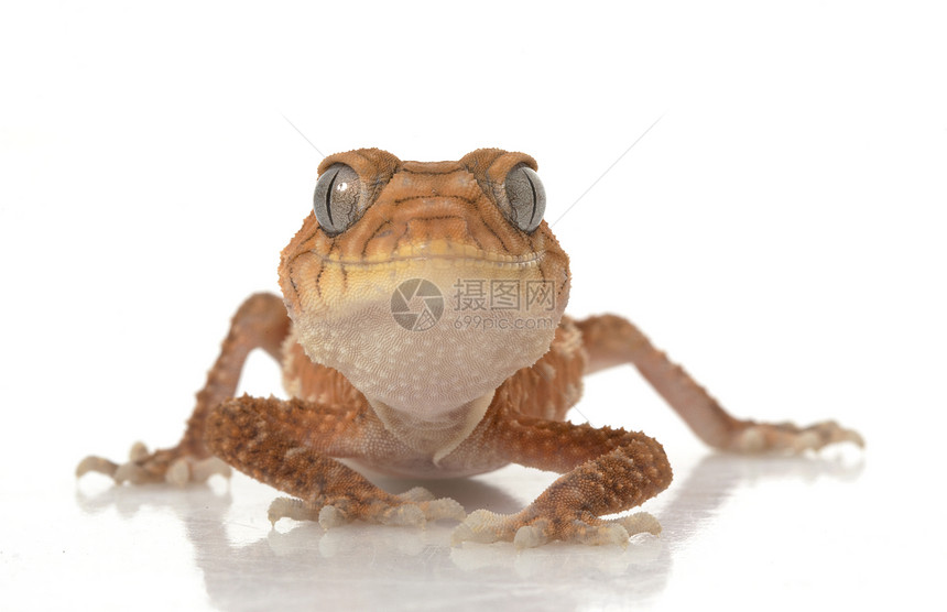 粗鲁的Knob尾巴Gecko动物学眼睛宠物冷血濒危异国情调荒野物种结尾图片