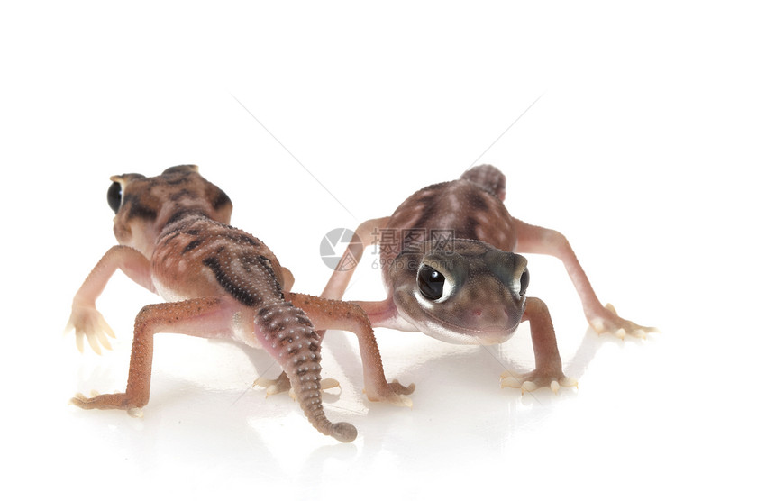 尾随的 Gecko物种眼睛荒野异国结尾壁虎宠物蜥蜴情调濒危图片