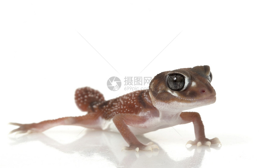 平滑的Knob尾巴 Gecko动物学蜥蜴结尾荒野冷血情调壁虎濒危宠物异国图片