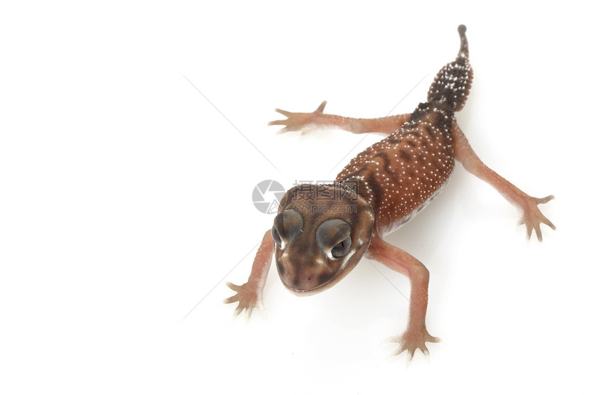 平滑的Knob尾巴 Gecko异国动物学野生动物荒野情调眼睛蜥蜴宠物结尾濒危图片