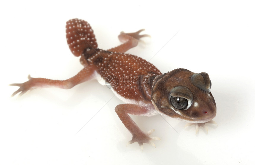 平滑的Knob尾巴 Gecko异国宠物物种结尾濒危蜥蜴动物学壁虎眼睛野生动物图片