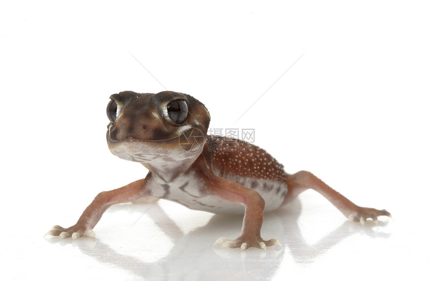 平滑的Knob尾巴 Gecko动物学壁虎蜥蜴野生动物宠物结尾濒危异国情调物种图片