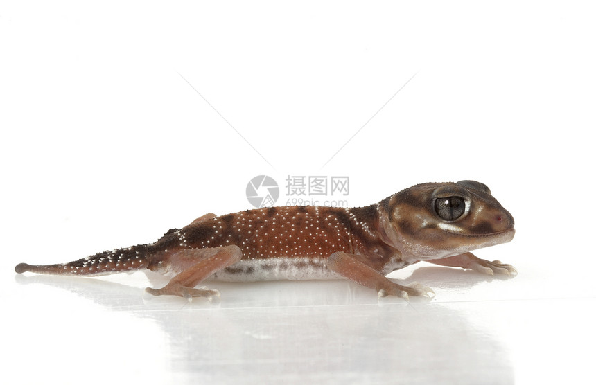 平滑的Knob尾巴 Gecko冷血结尾异国壁虎宠物眼睛动物学野生动物荒野濒危图片