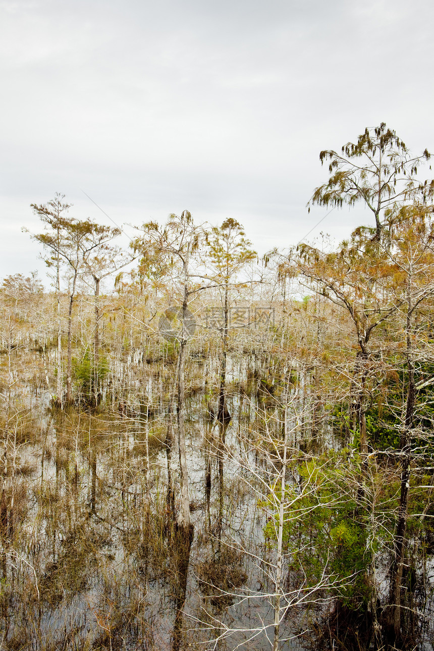 Everglades国家公园 美国佛罗里达州沼泽植物植被风景沼泽地位置树木世界旅行外观图片