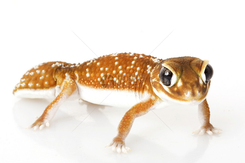平滑的Knob尾巴 Gecko皮肤宠物眼睛壁虎动物学瘤尾棕色生物学野生动物物种图片