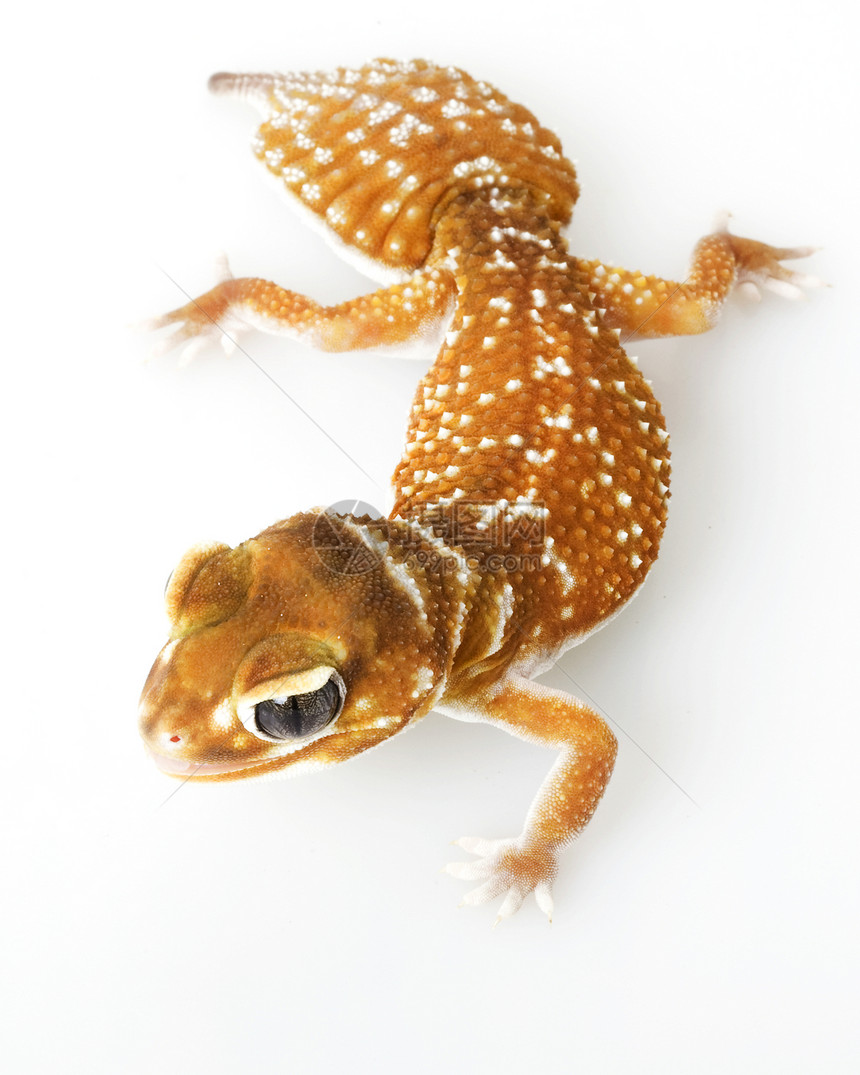 平滑的Knob尾巴 Gecko崎岖壁虎瘤尾濒危动物学宠物棕色生物学野生动物蜥蜴图片