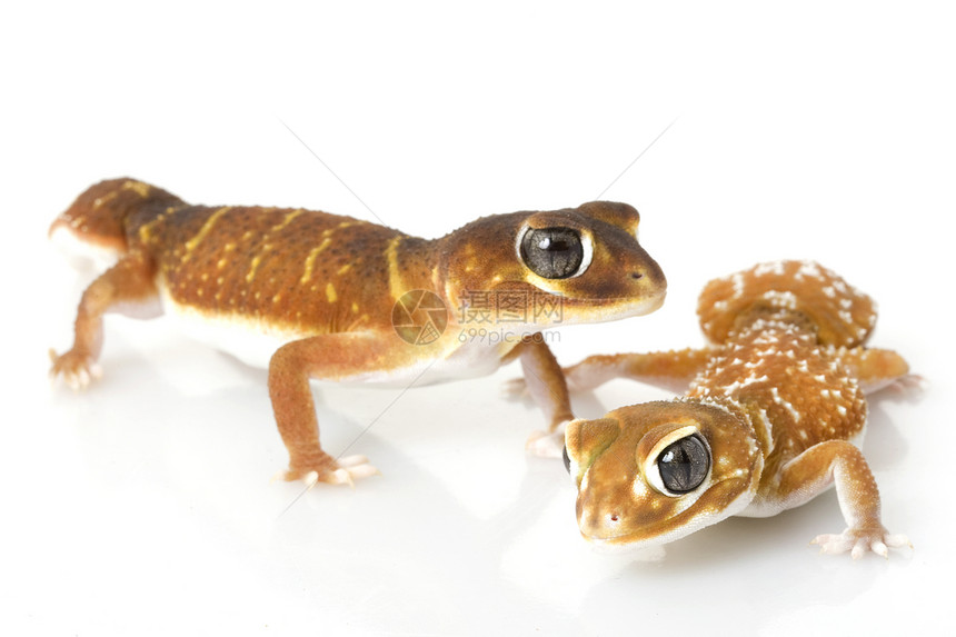 平滑的Knob尾巴 Gecko夫妻生物学眼睛蓝色警觉崎岖宠物棕色动物学皮肤图片